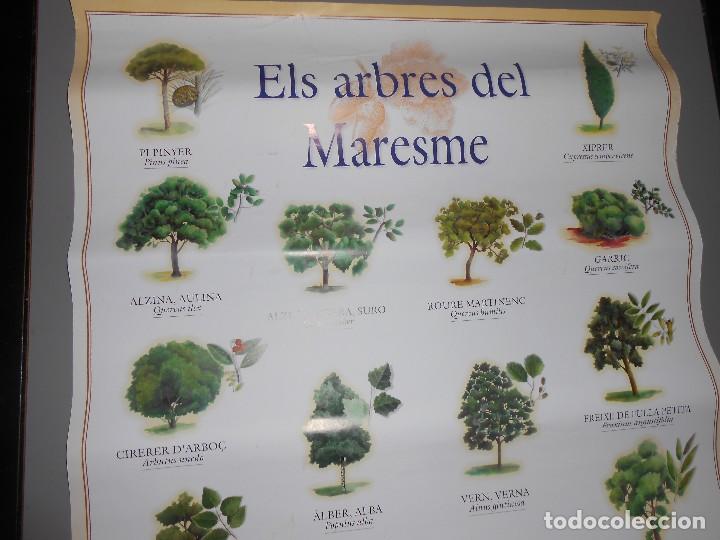 Carteles publicitarios: ELS ARBRES DEL MARESME - Foto 1