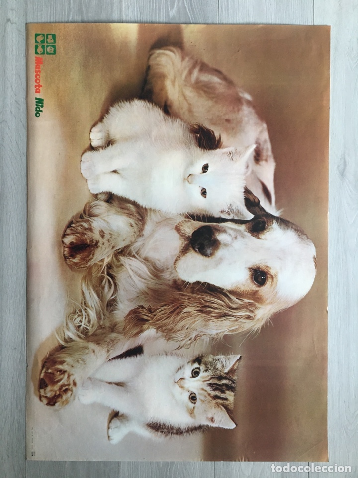 Carteles publicitarios: P&Oacute;STER COOKER Y GATOS. - Foto 2