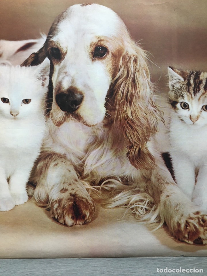 Carteles publicitarios: P&Oacute;STER COOKER Y GATOS. - Foto 1