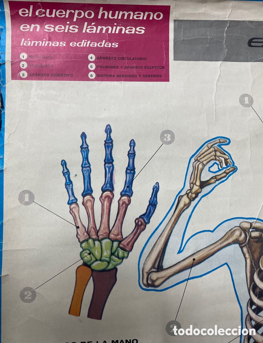 Carteles publicitarios: Cartel Esqueleto humano - Foto 2