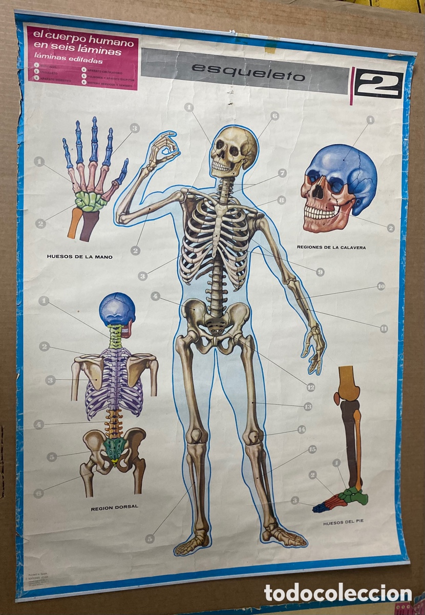 Carteles publicitarios: Cartel Esqueleto humano - Foto 3