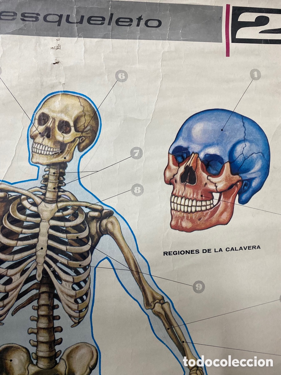 Carteles publicitarios: Cartel Esqueleto humano - Foto 4