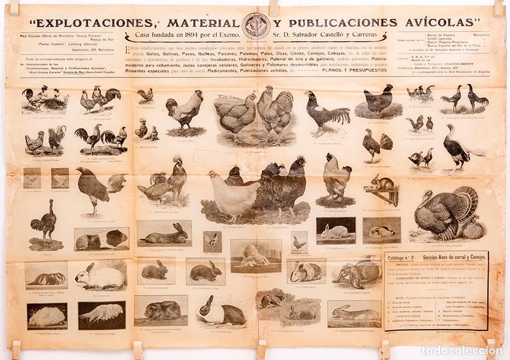 Carteles Publicitarios: CARTEL - EXPLOTACIONES, MATERIAL Y PUBLICACIONES AV&Iacute;COLAS - C. 1900
