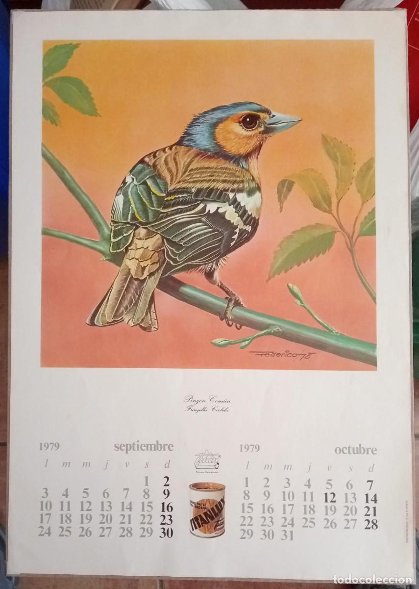 Carteles Publicitarios: TITAN PINTURAS - PINZ&Oacute;N COM&Uacute;N: FRINGILLA COELEBS - SEPTIEMBRE/OCTUBRE 1979 - 50 x 36 Cm