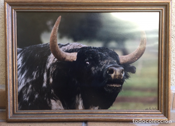 Carteles toros: TORO BRAMANDO. CUADRO GRANDE - Foto 1