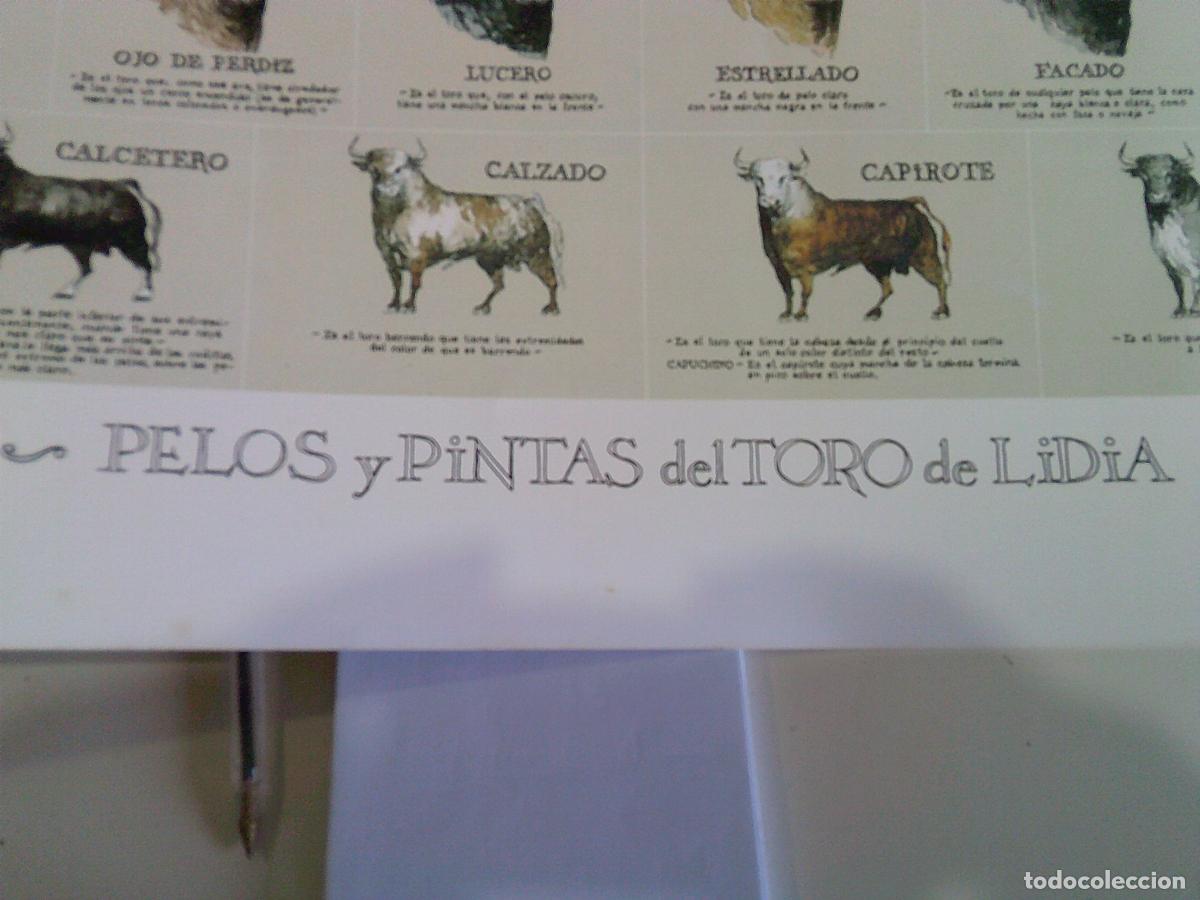 Carteles toros: Poster de figura de toros de 51X69 - Foto 2