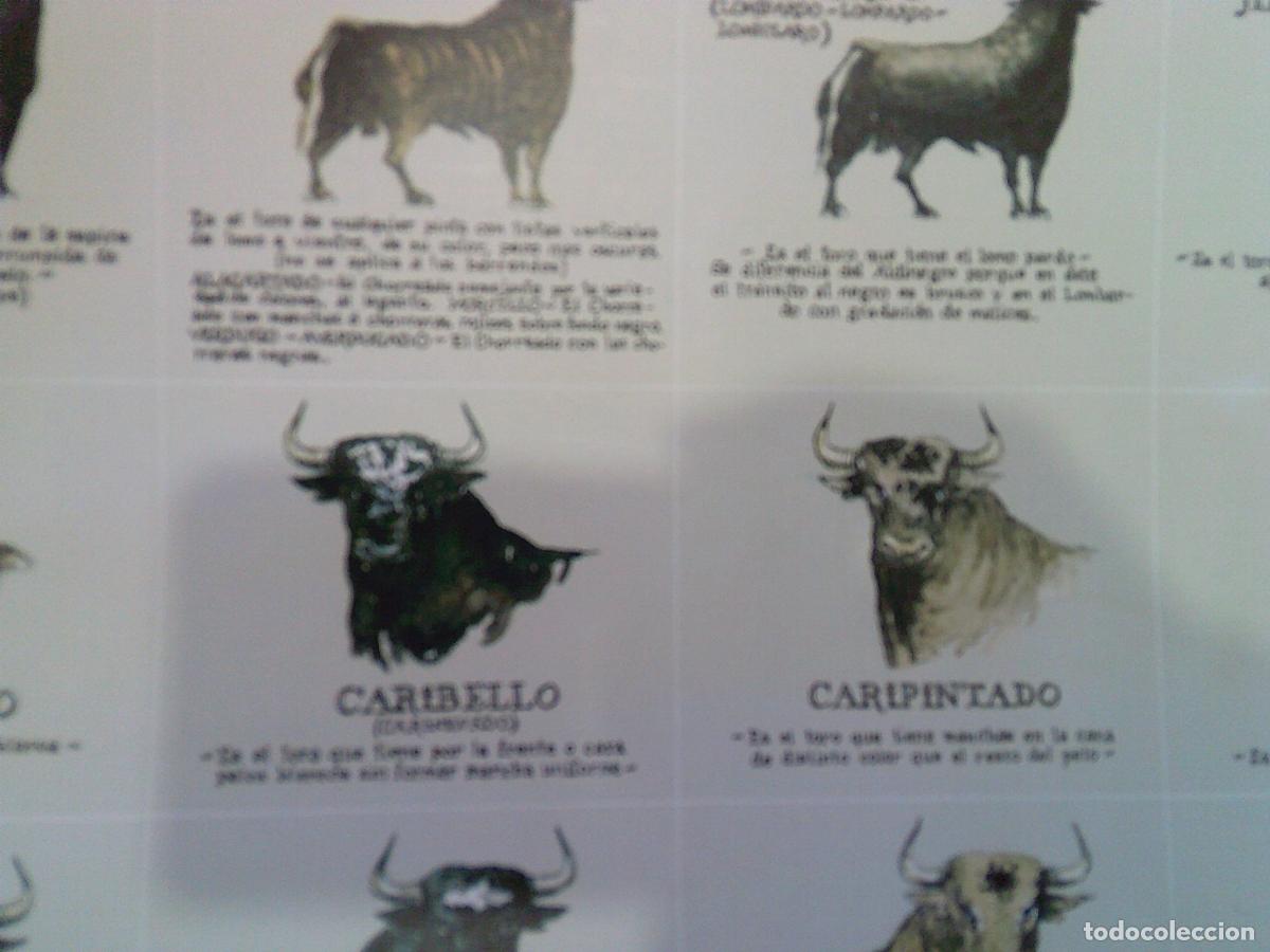 Carteles toros: Poster de figura de toros de 51X69 - Foto 4
