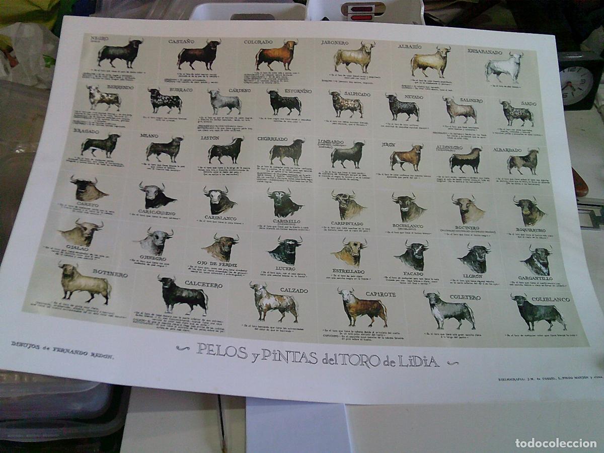 Carteles toros: Poster de figura de toros de 51X69 - Foto 1