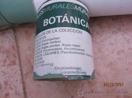 Carteles: lote de carteles didacticos de botanica - Foto 1