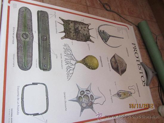 Carteles: lote de carteles didacticos de botanica - Foto 2