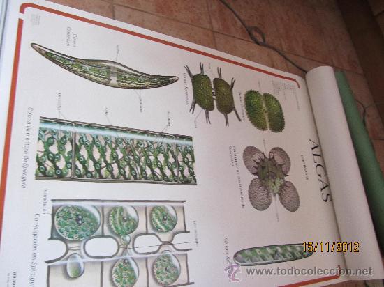Carteles: lote de carteles didacticos de botanica - Foto 3