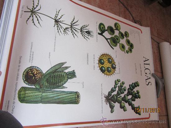 Carteles: lote de carteles didacticos de botanica - Foto 4