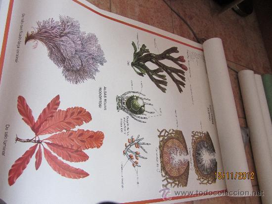 Carteles: lote de carteles didacticos de botanica - Foto 5