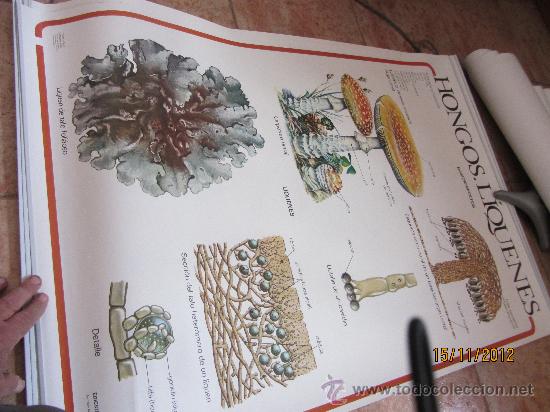 Carteles: lote de carteles didacticos de botanica - Foto 6