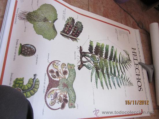 Carteles: lote de carteles didacticos de botanica - Foto 7