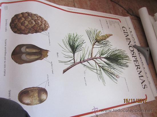 Carteles: lote de carteles didacticos de botanica - Foto 8
