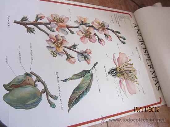Carteles: lote de carteles didacticos de botanica - Foto 9