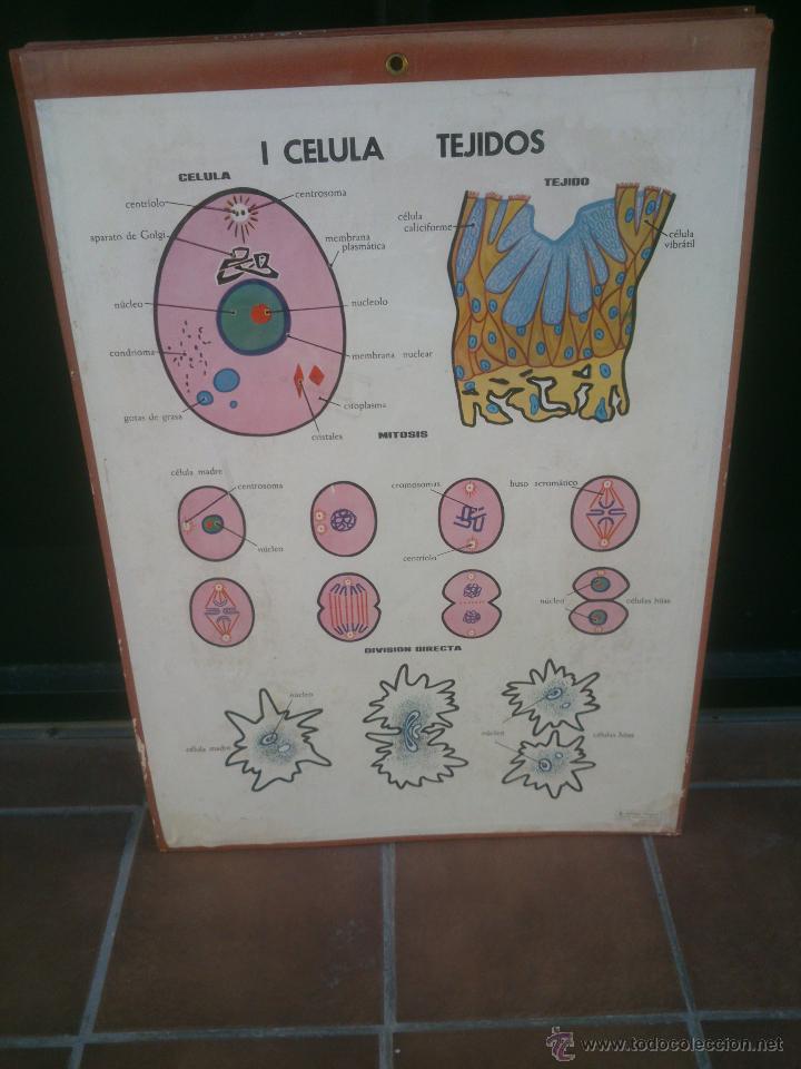 Carteles: LAMINA ENSE&Ntilde;ANZA VISUAL editorial Vilamala 67x92 cm. - Foto 1