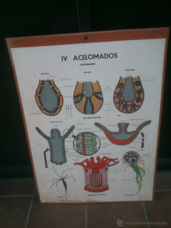 Carteles: LAMINA ENSE&Ntilde;ANZA VISUAL editorial Vilamala 67x92 cm. - Foto 4
