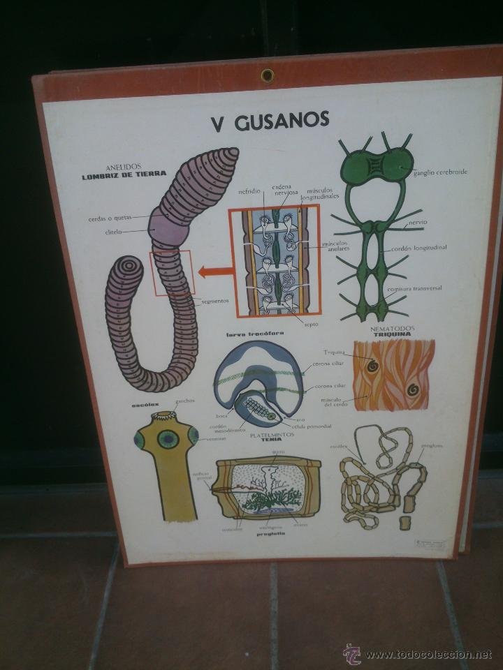 Carteles: LAMINA ENSE&Ntilde;ANZA VISUAL editorial Vilamala 67x92 cm. - Foto 5