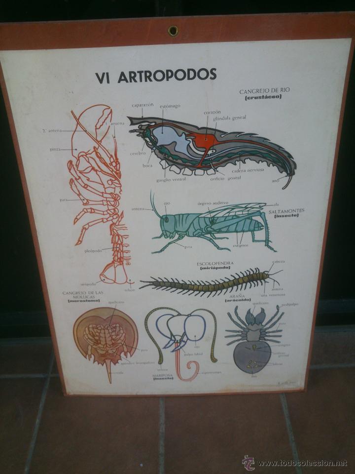 Carteles: LAMINA ENSE&Ntilde;ANZA VISUAL editorial Vilamala 67x92 cm. - Foto 6