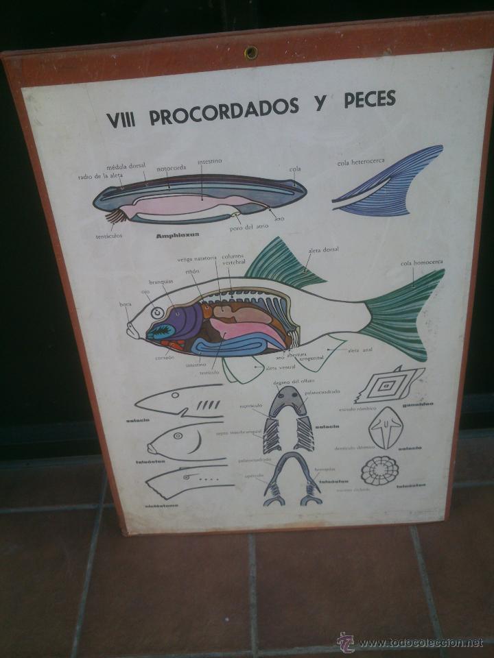 Carteles: LAMINA ENSE&Ntilde;ANZA VISUAL editorial Vilamala 67x92 cm. - Foto 8