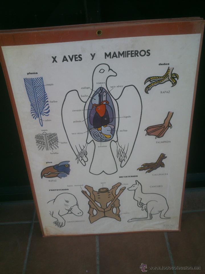 Carteles: LAMINA ENSE&Ntilde;ANZA VISUAL editorial Vilamala 67x92 cm. - Foto 9
