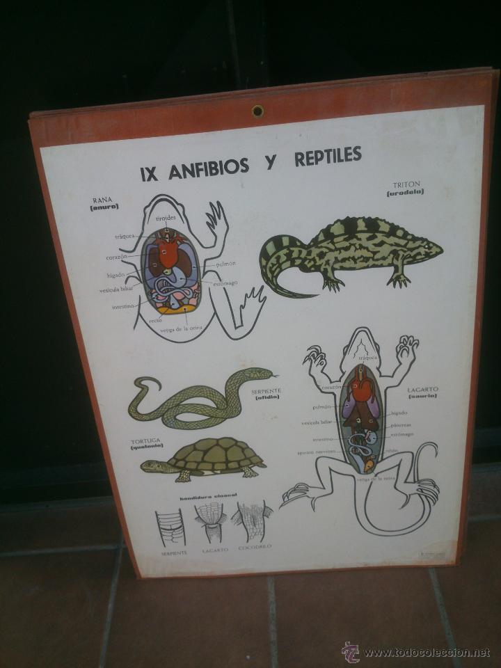 Carteles: LAMINA ENSE&Ntilde;ANZA VISUAL editorial Vilamala 67x92 cm. - Foto 10