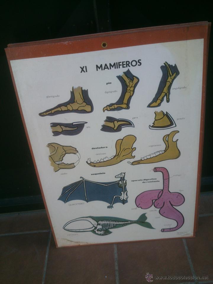 Carteles: LAMINA ENSE&Ntilde;ANZA VISUAL editorial Vilamala 67x92 cm. - Foto 11