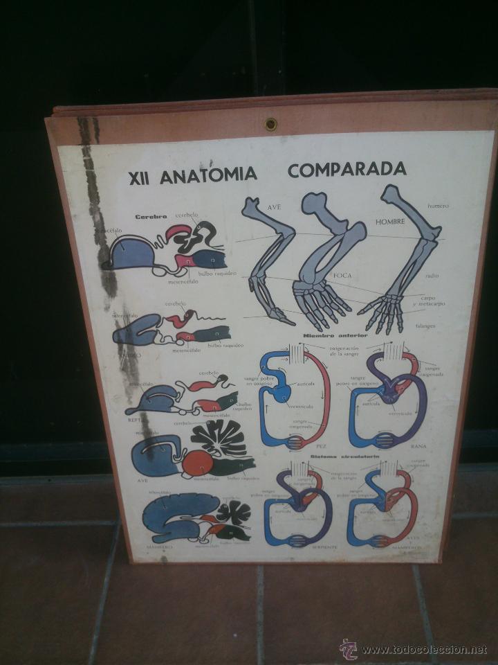 Carteles: LAMINA ENSE&Ntilde;ANZA VISUAL editorial Vilamala 67x92 cm. - Foto 12