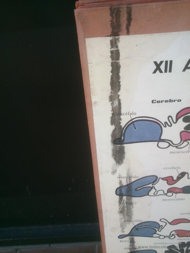 Carteles: LAMINA ENSE&Ntilde;ANZA VISUAL editorial Vilamala 67x92 cm. - Foto 13