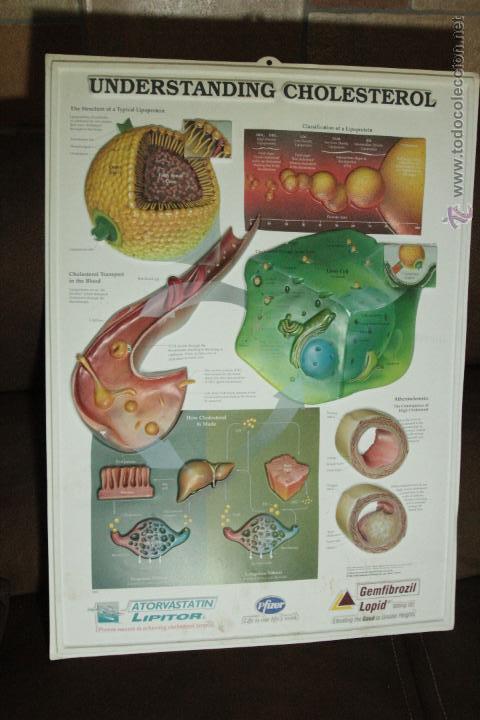 Carteles: CARTEL DE PL&Aacute;STICO, EN 3D, ANATOM&Iacute;A, 54X73cm COLESTEROL - Foto 1