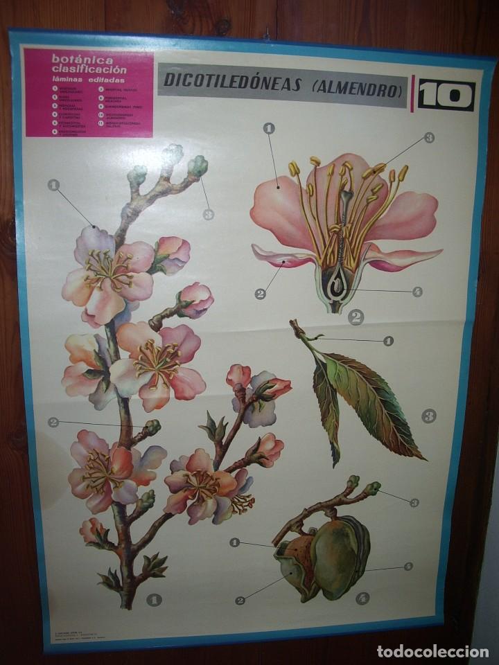 Carteles: Cartel DID&Aacute;CTICO de BOT&Aacute;NICA,  El almendro. - Foto 1