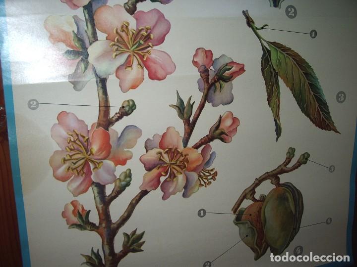 Carteles: Cartel DID&Aacute;CTICO de BOT&Aacute;NICA,  El almendro. - Foto 2