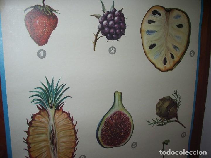 Carteles: Cartel DID&Aacute;CTICO de BOT&Aacute;NICA,  El FRUTO. - Foto 2