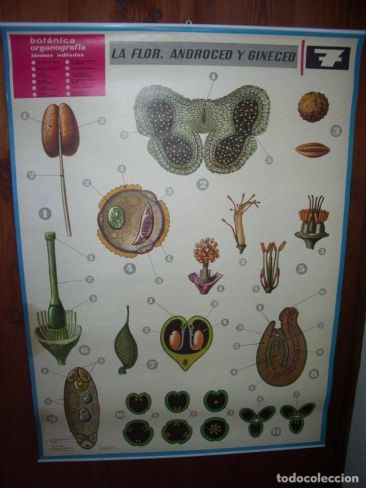 Carteles: Cartel DID&Aacute;CTICO de BOT&Aacute;NICA,  LA FLOR. - Foto 1