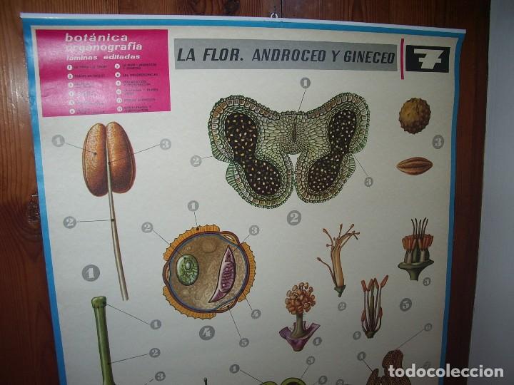 Carteles: Cartel DID&Aacute;CTICO de BOT&Aacute;NICA,  LA FLOR. - Foto 2
