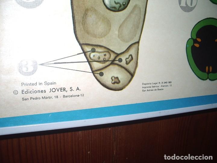 Carteles: Cartel DID&Aacute;CTICO de BOT&Aacute;NICA,  LA FLOR. - Foto 3