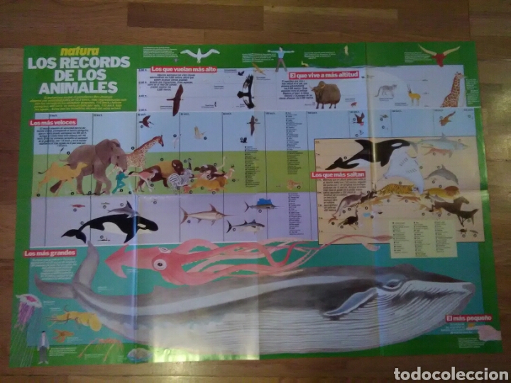 Carteles: P&oacute;ster LOS R&Eacute;CORDS DE LOS ANIMALES 82 x 56 - Foto 1