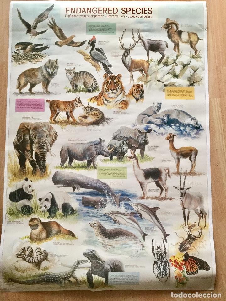 Carteles: Poster. Especies en extinci&oacute;n. NUEVO. - Foto 1