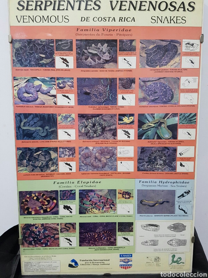 Carteles: CARTEL MURAL SERPIENTES Venenosas # - Foto 1