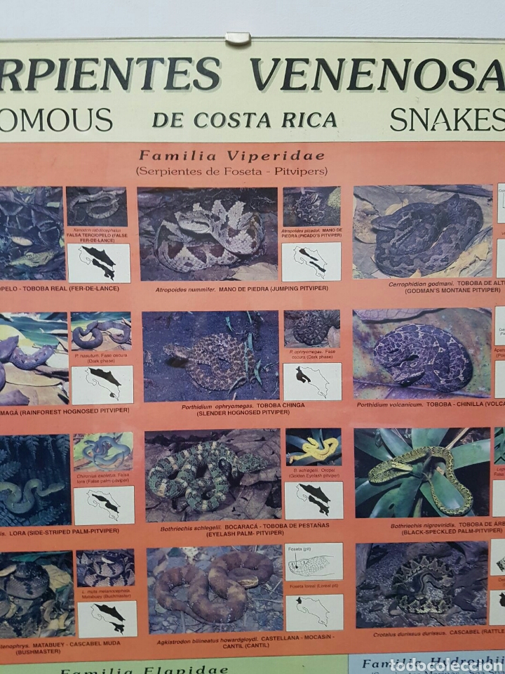 Carteles: CARTEL MURAL SERPIENTES Venenosas # - Foto 2