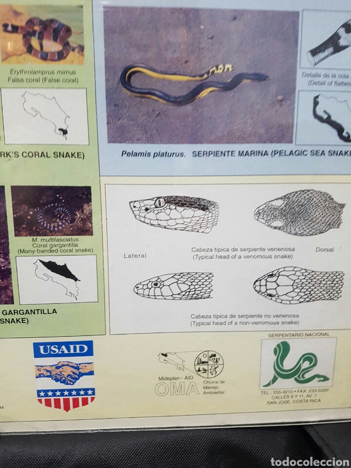 Carteles: CARTEL MURAL SERPIENTES Venenosas # - Foto 4