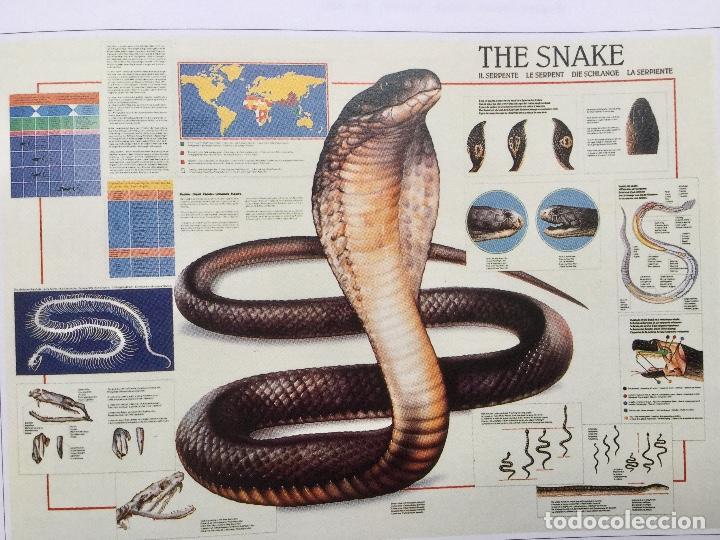 Carteles: Poster. La Serpiente. NUEVO - Foto 1