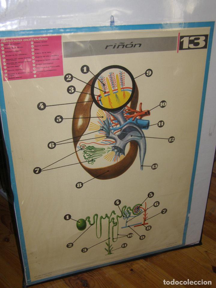 Carteles: LAMINA RI&Ntilde;ON. 62 X 86 CM. 1960 - Foto 1