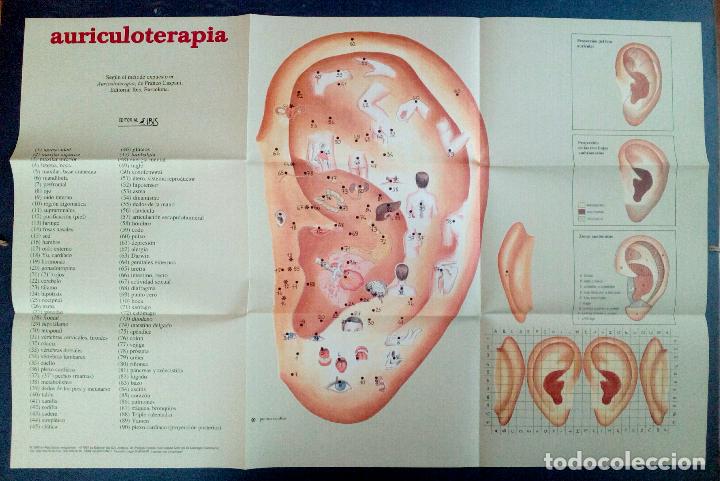 Carteles: AURICULOTERAPIA, P&Oacute;STER 43 x 66 - Foto 2