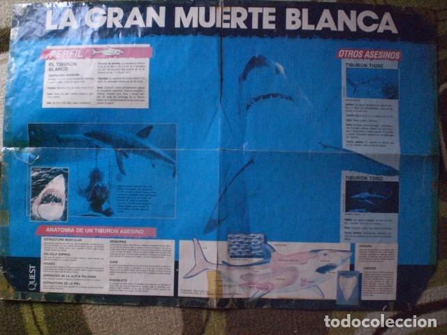 Carteles: p&oacute;ster tibur&oacute;n blanco - Foto 1
