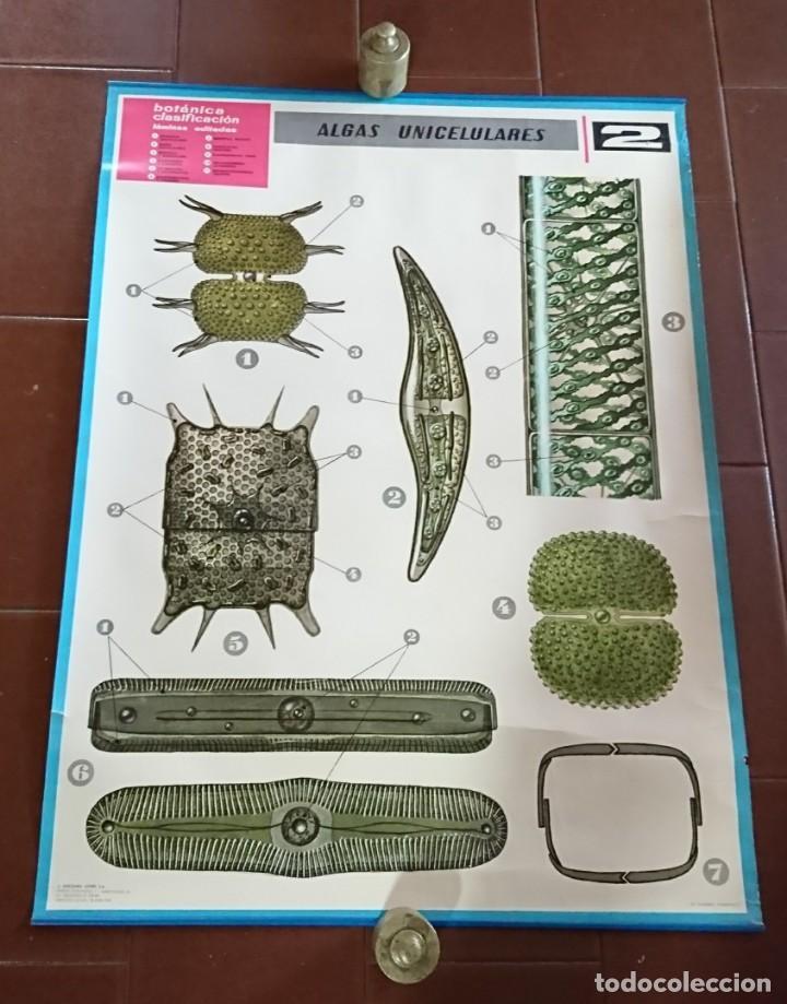Carteles: L&Aacute;MINA JOVER ANATOM&Iacute;A ALGAS UNICELULARES 85X63 - Foto 1