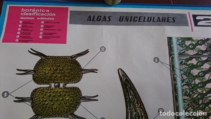 Carteles: L&Aacute;MINA JOVER ANATOM&Iacute;A ALGAS UNICELULARES 85X63 - Foto 2