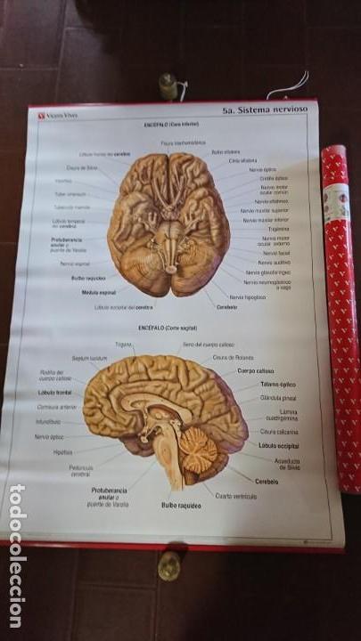 lámina cartel de colegio, vicens vives, anatomí - Buy Other ...